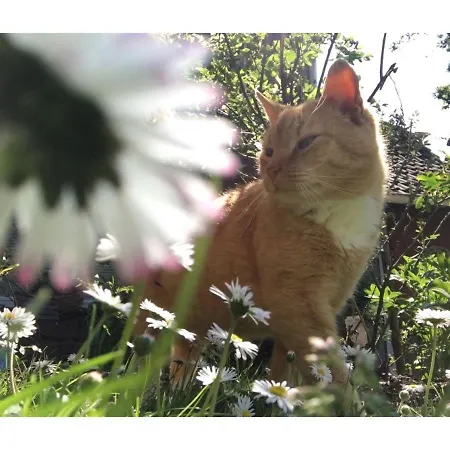 Apartament Mit Kamin Und Idyllischem Garten